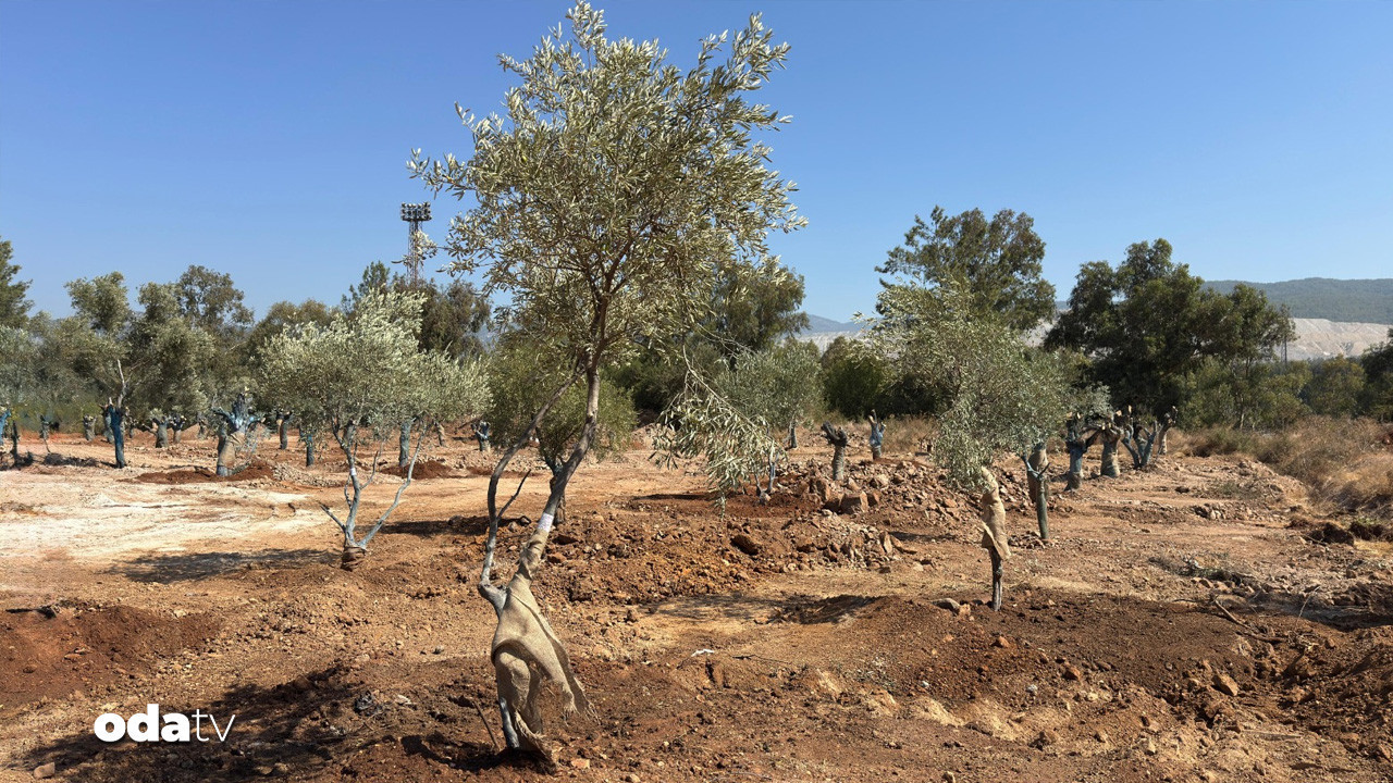 muglada 151 zeytin agaci yeniden hayat buldu fLOnzxra
