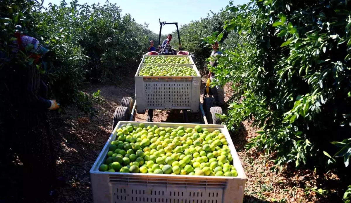 adanada mandalinada rekor verim AkqWlOIk