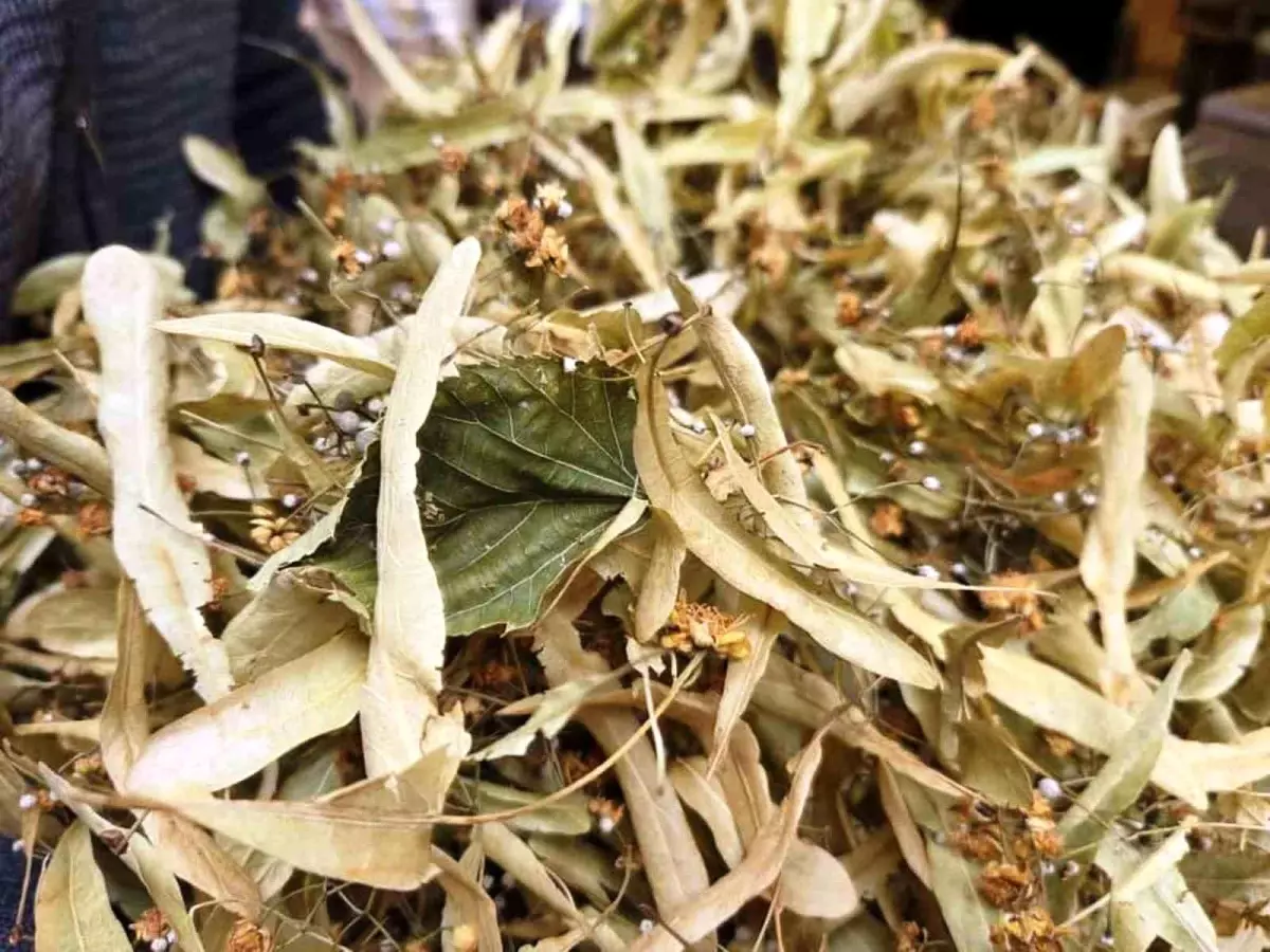 ihlamur kis aylarinin vazgecilmezi kilosu 1500 tl vjJ61nbw