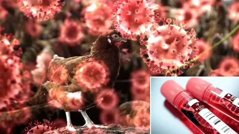 İnsanlarda ilk H5N5 kuş gribi vakası ölümle sonuçlandı