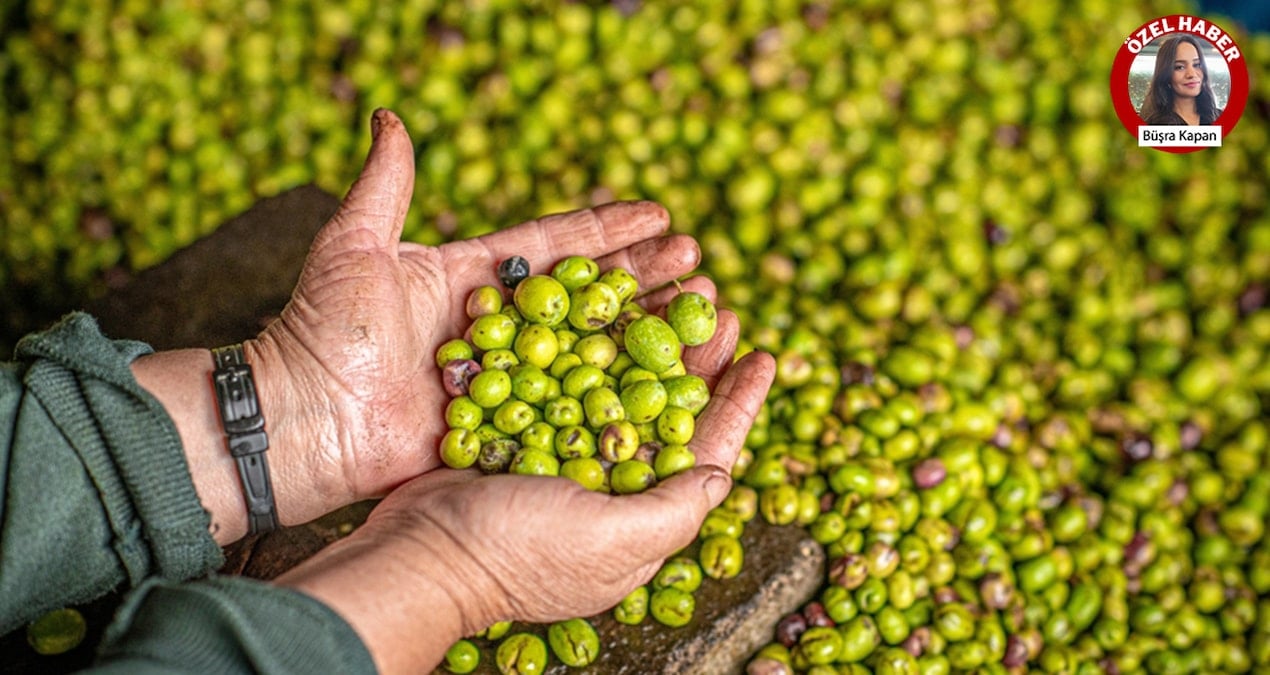 Türkiye kendi zeytinliklerini kesip Suriye’den aldı
