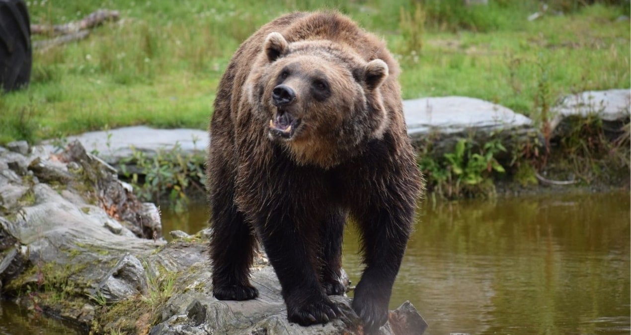 Ülkede ayı saldırılarına karşı hükümetten ilginç karar
